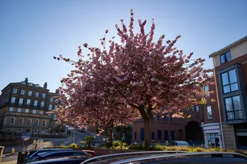 Scarborough Cherry Tree.jpg